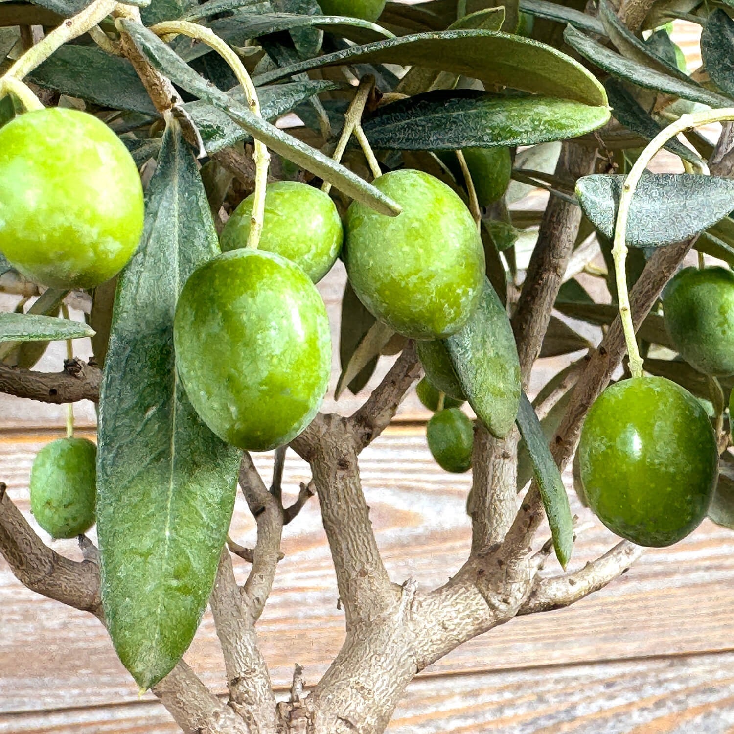 Mini Olivenbusch 