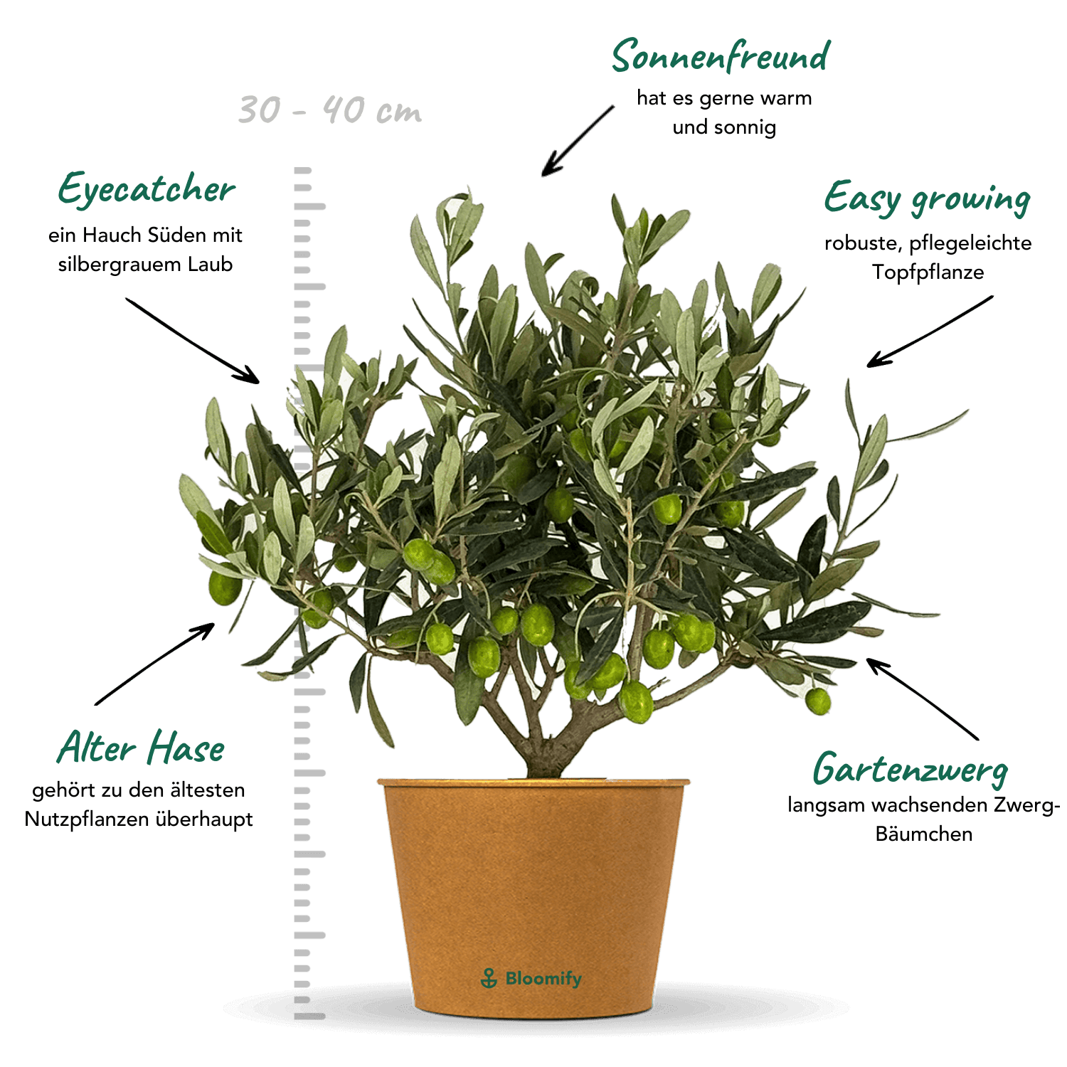 Mini Olivenbusch 