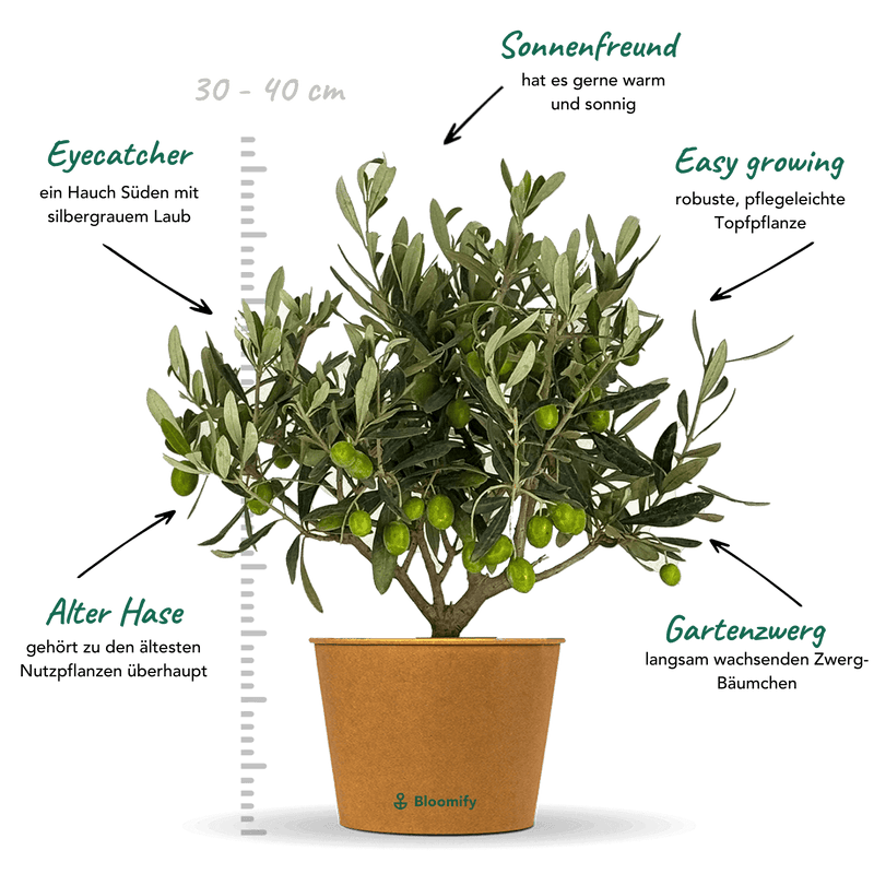Mini Olivenbusch 