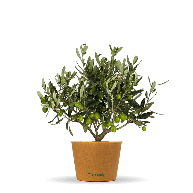 Mini Olive Busch "Olaf"