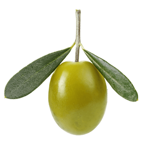 Mini Olive Stämmchen "Olivio"