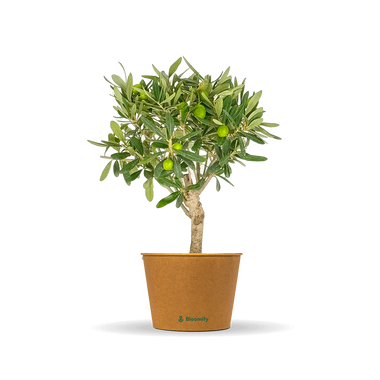 Mini Olivenbusch 