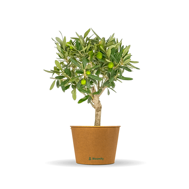 Mini Olive Stämmchen "Olivio"
