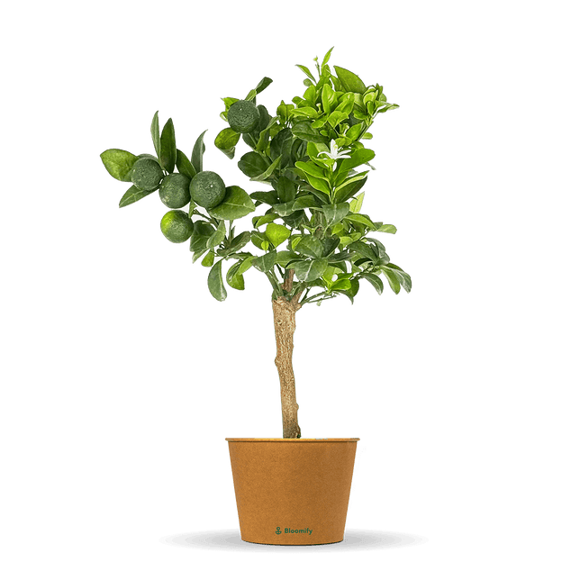 Mini Pursha-Limette "Polly"