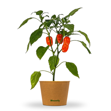 Mini Snackpaprika orange "Sarah"