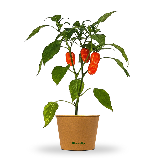 Mini Snackpaprika orange "Sarah"