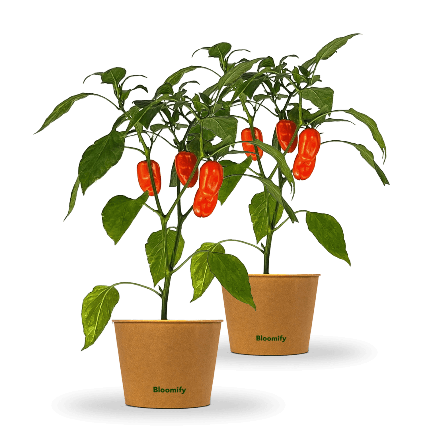 2 x Mini Snackpaprika orange "Sarah"