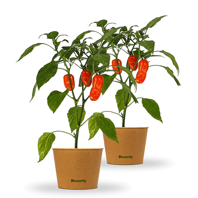 2 x Mini Snackpaprika orange "Sarah"