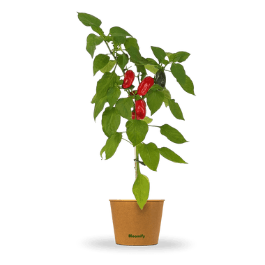 Mini Snackpaprika rot "Santiago"