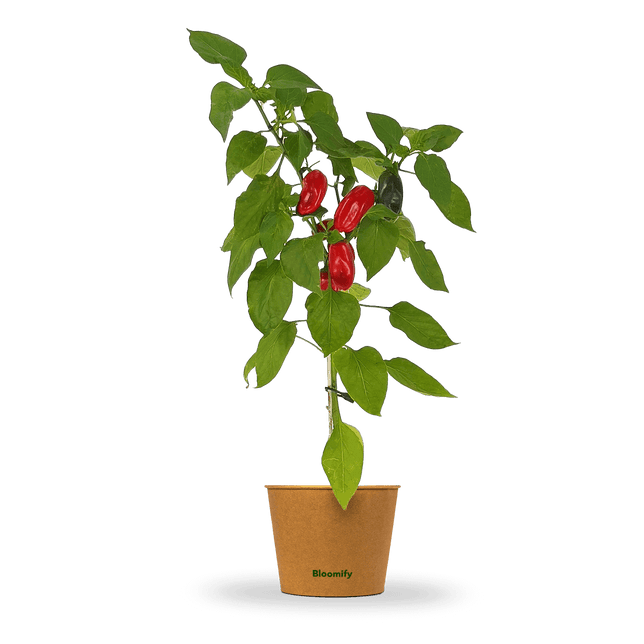 Mini Snackpaprika rot "Santiago"