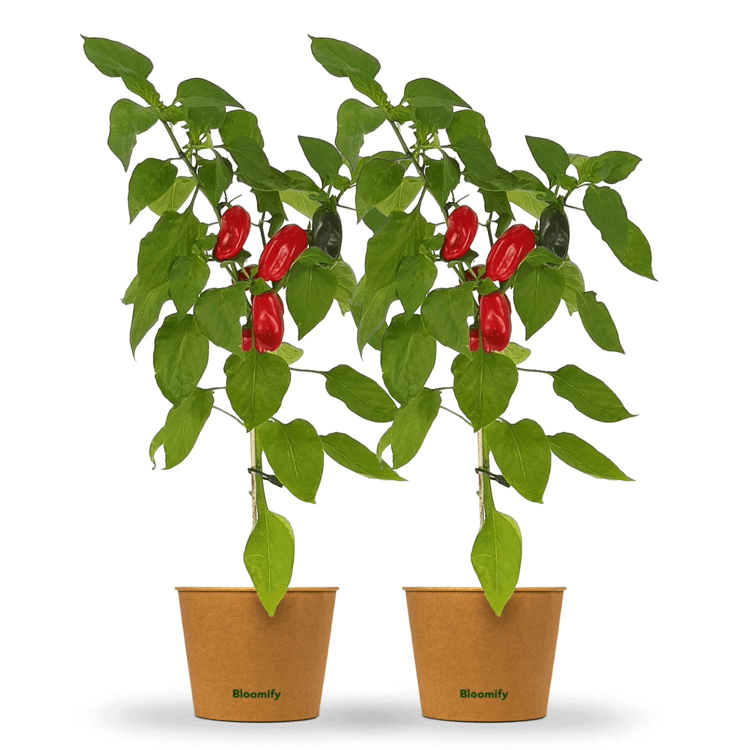 2 x Mini Snackpaprika rot "Santiago"
