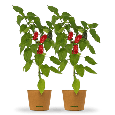 2 x Mini Snackpaprika rot "Santiago"