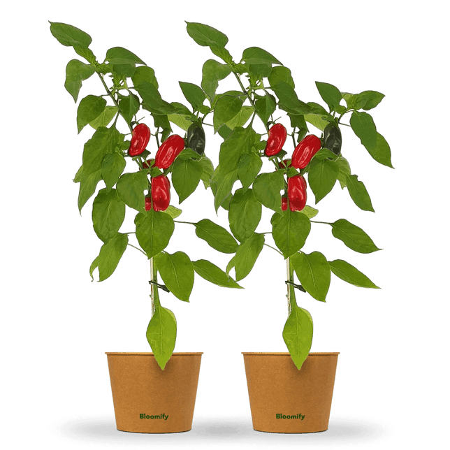 2 x Mini Snackpaprika rot "Santiago"