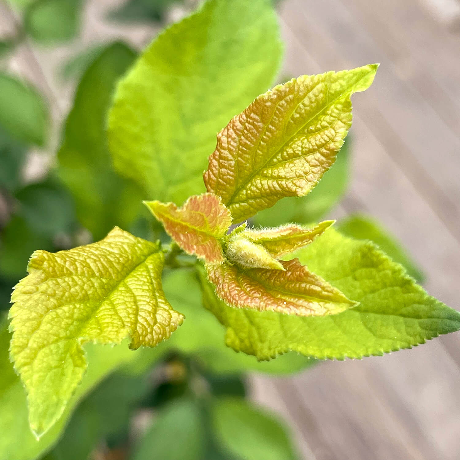 Mirabelle "Mira"