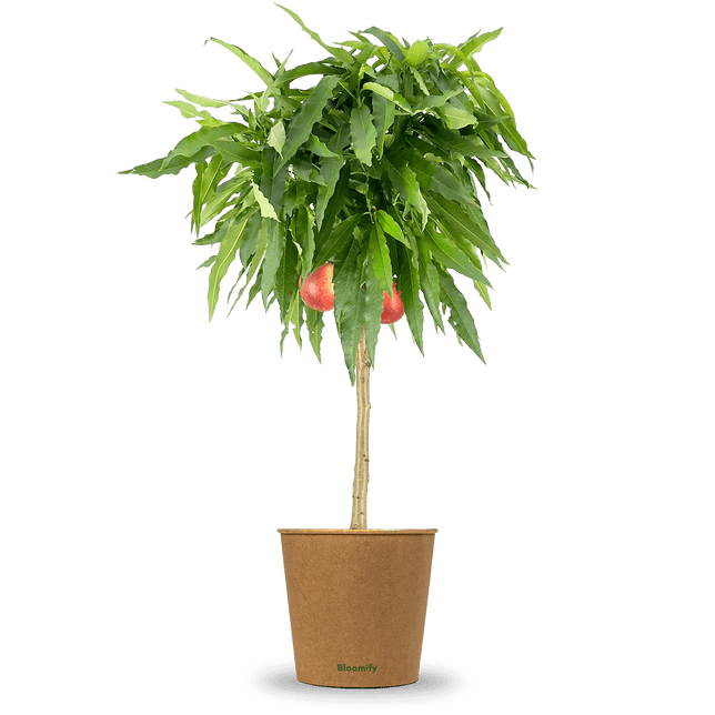 Balkon-Nektarine "Nena"