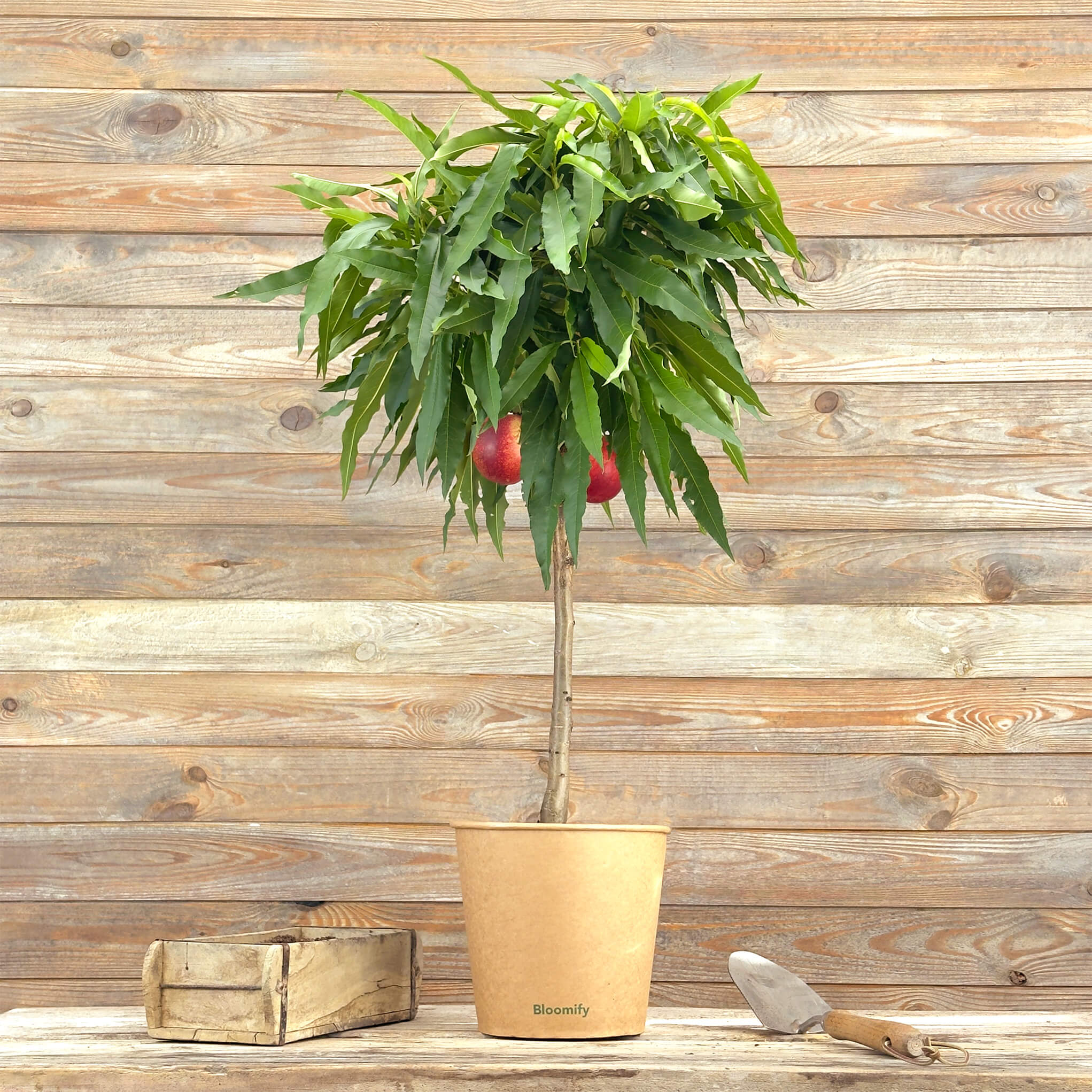 Balkon-Nektarine "Nena"