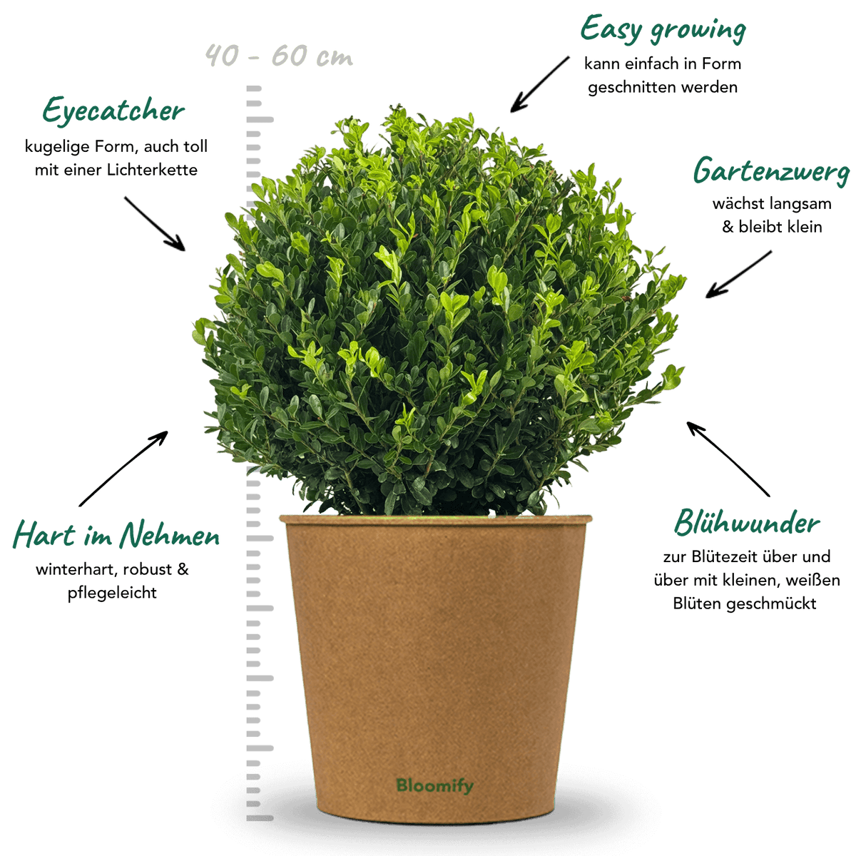 NewBux Kugel "Boris"