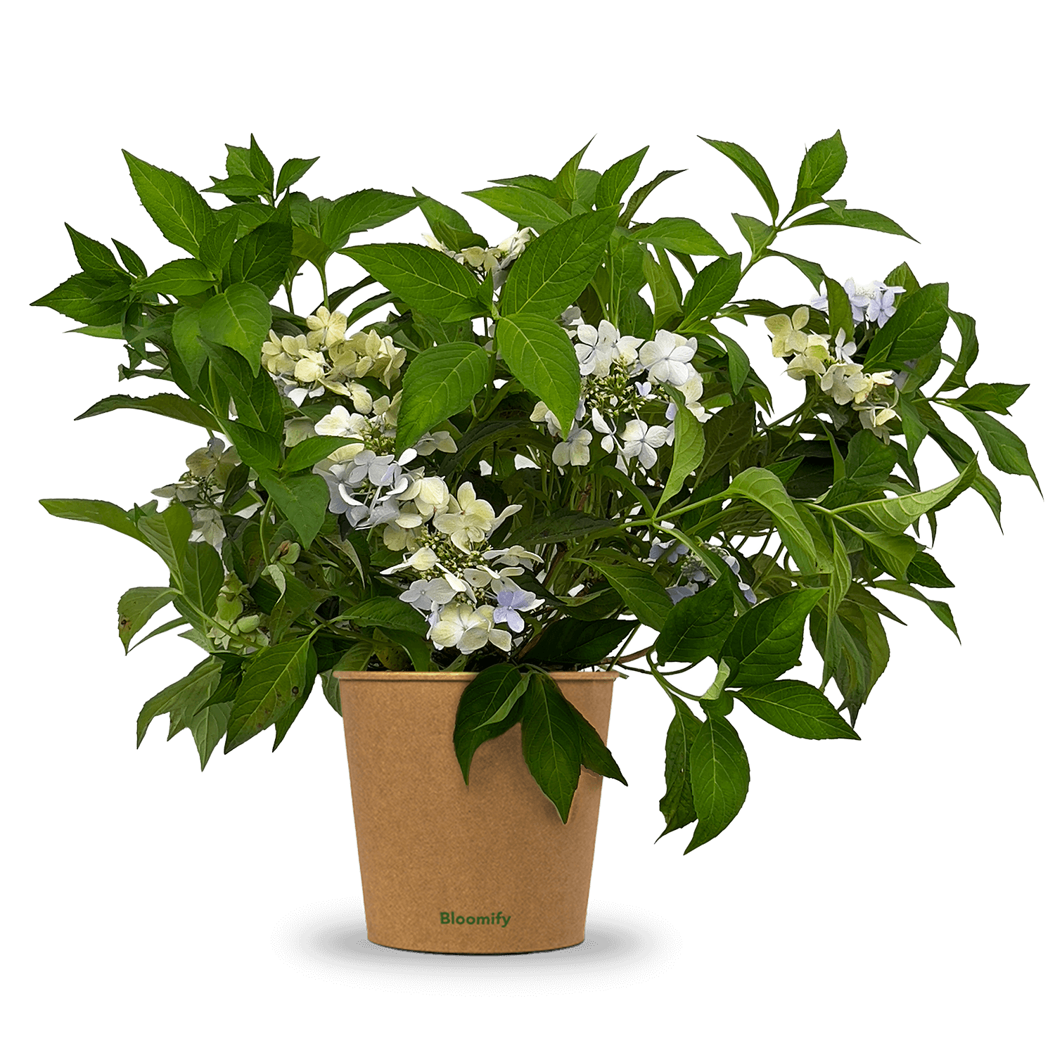 NoDrama-Hortensie "Herta"