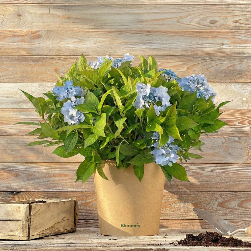 NoDrama-Hortensie „Herta“ – Hortensie in Gärtnerqualität kaufen
