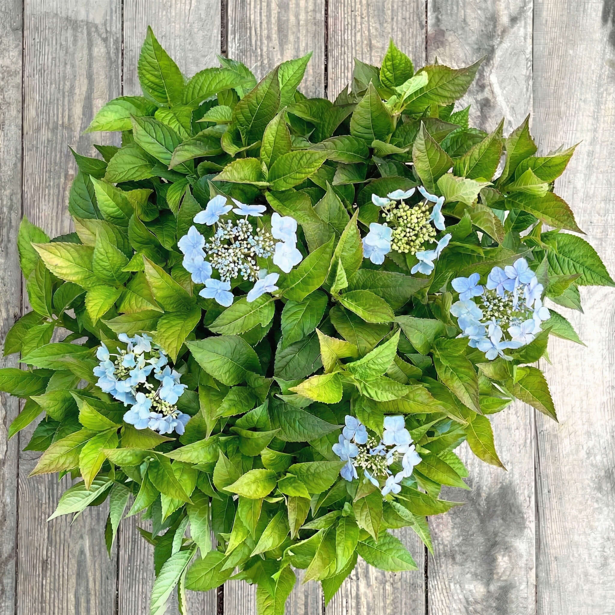 NoDrama-Hortensie blau "Herta"