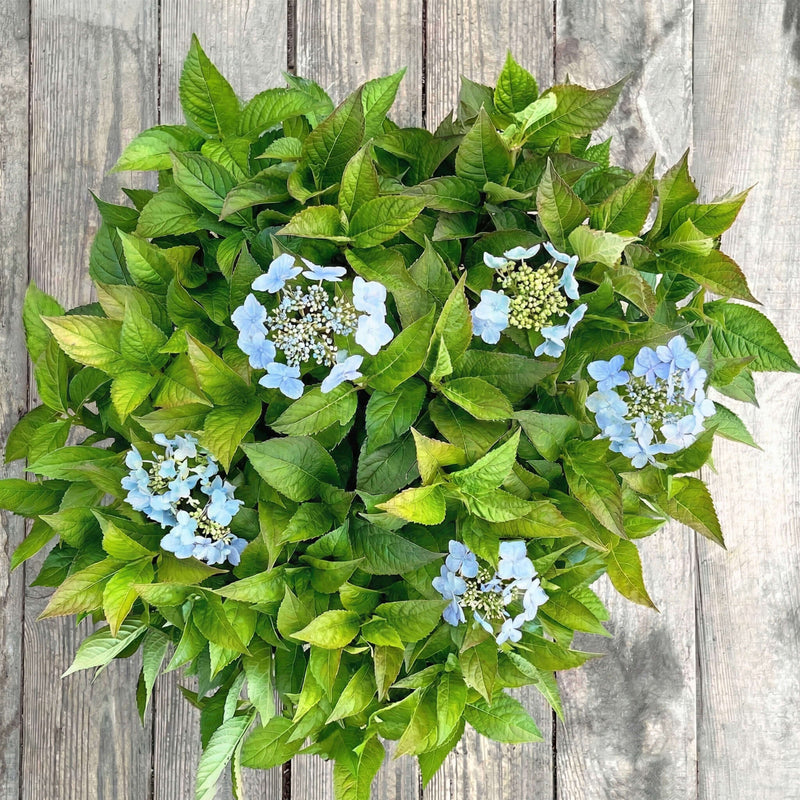 NoDrama-Hortensie blau "Herta"