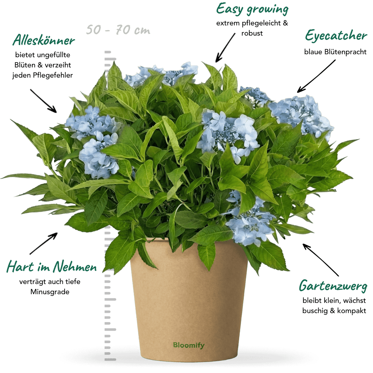 NoDrama-Hortensie blau "Herta"