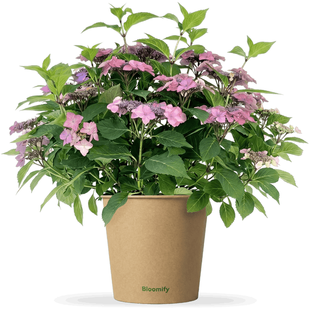 NoDrama-Hortensie rosa "Herta"