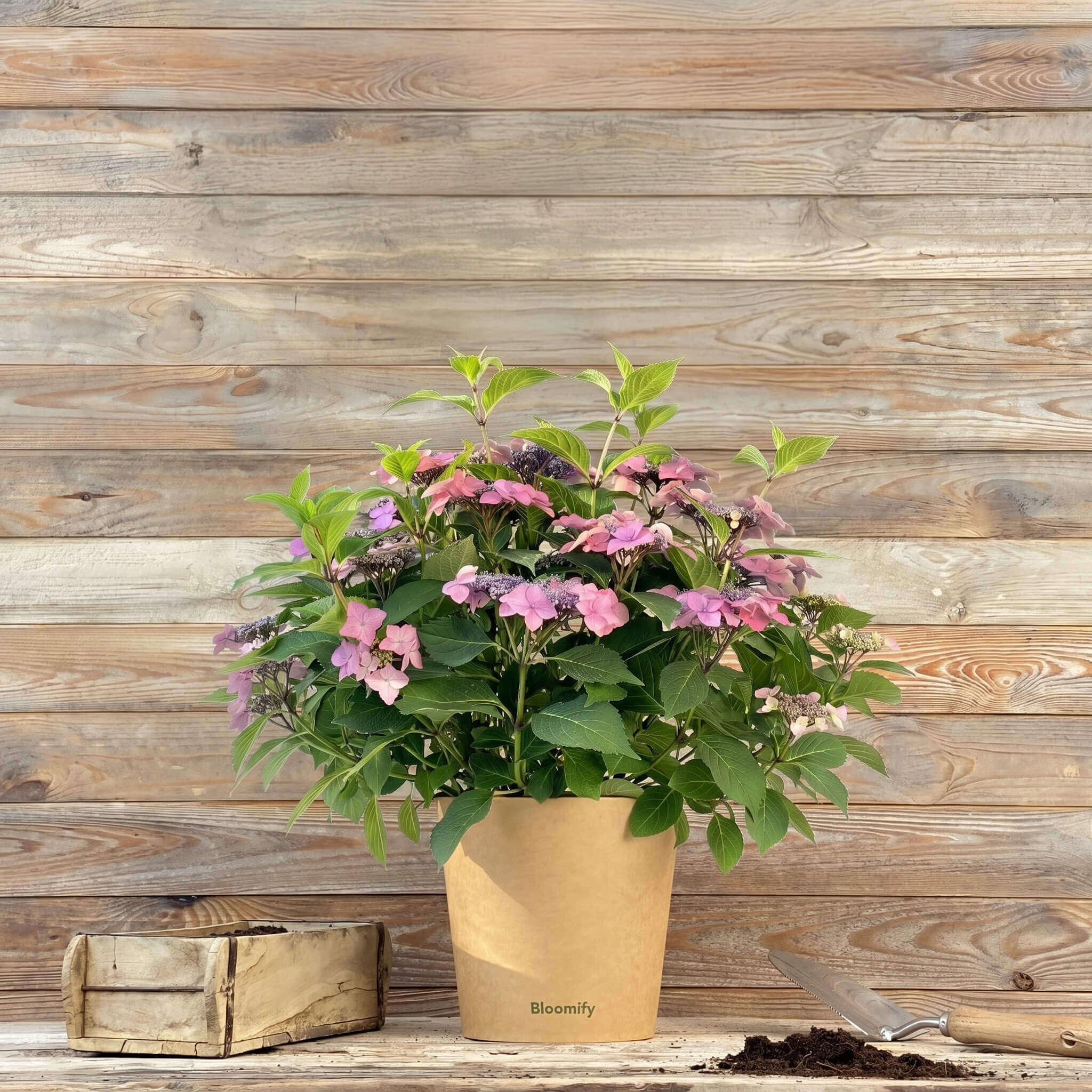 NoDrama-Hortensie rosa "Herta"