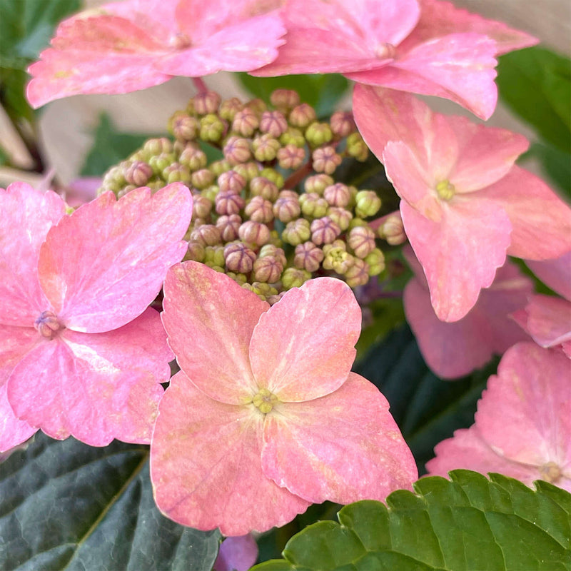 NoDrama-Hortensie rosa "Herta"