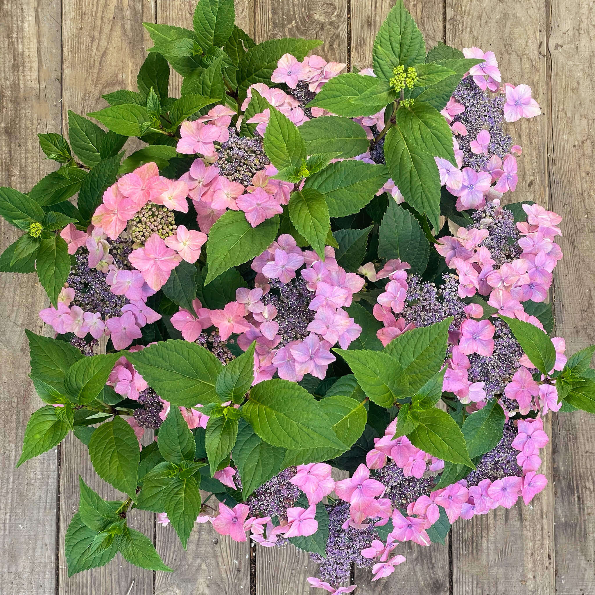 NoDrama-Hortensie rosa "Herta"