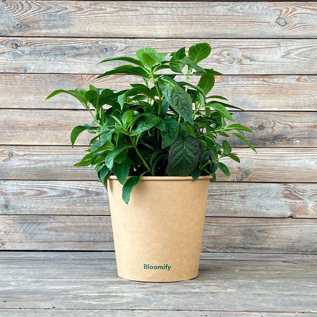 (B-Qualität) NoDrama-Hortensie "Herta"