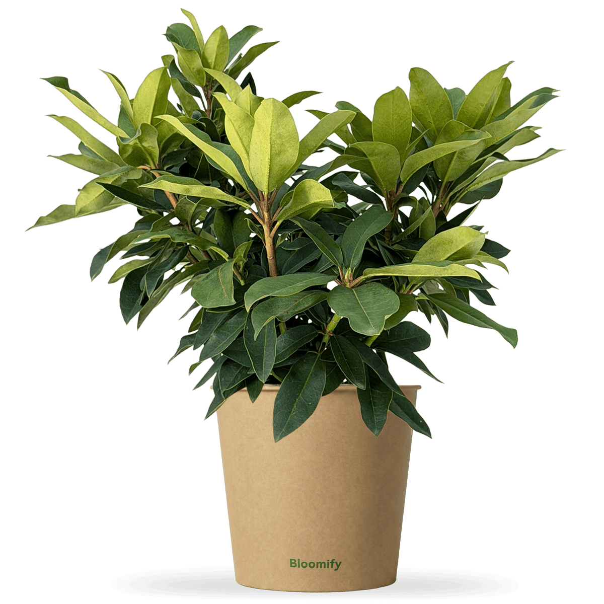 NoDrama-Rhododendron "Romy"