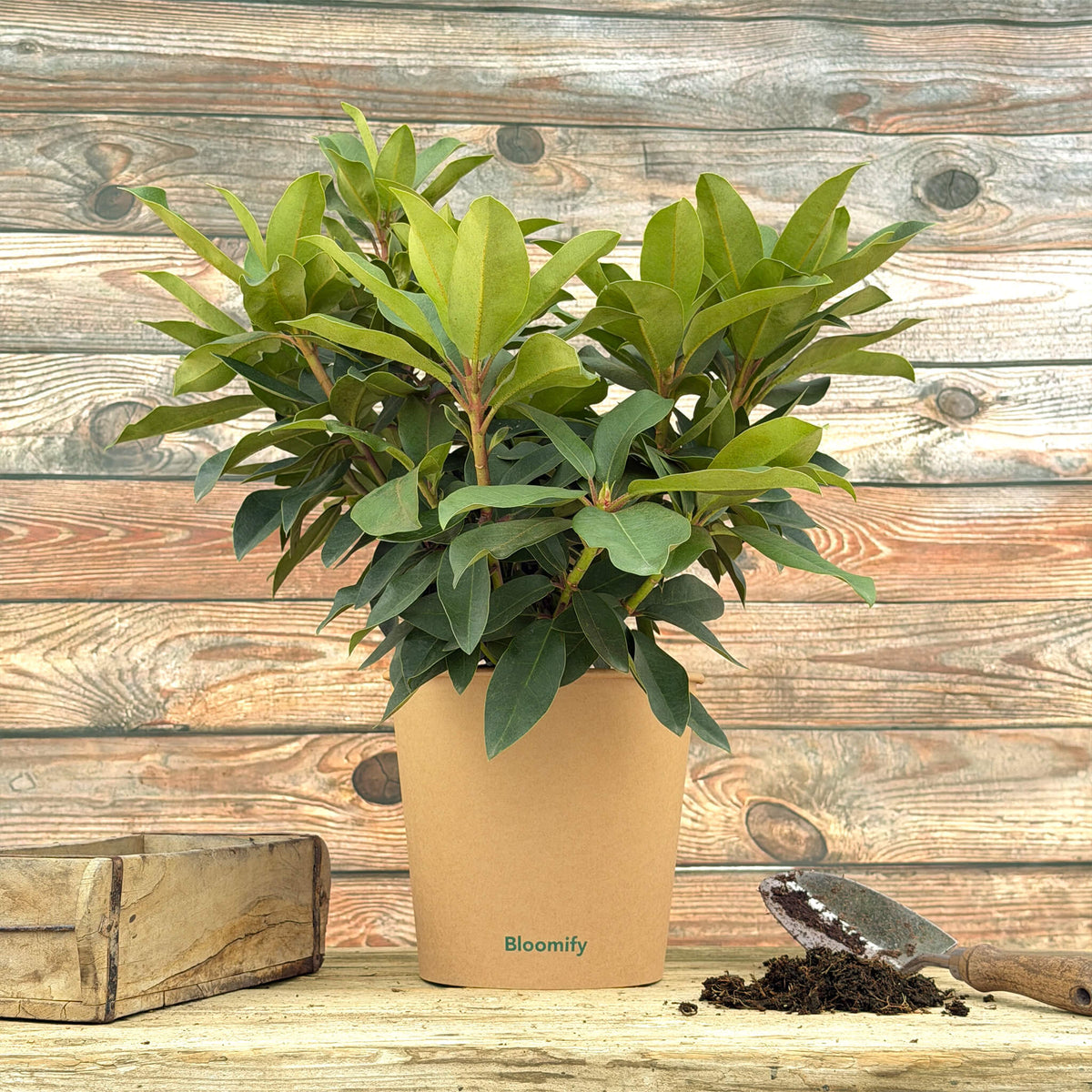 NoDrama-Rhododendron "Romy"