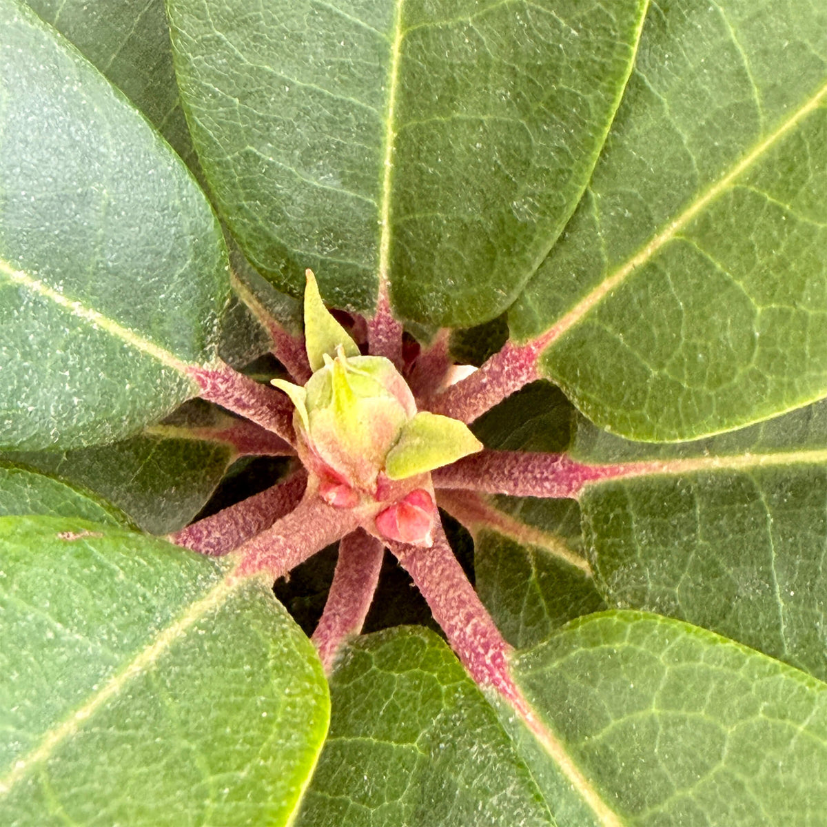 NoDrama-Rhododendron "Romy"