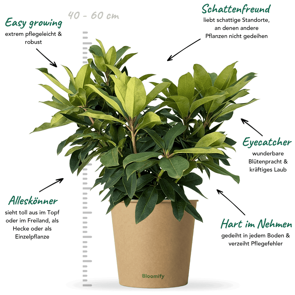 NoDrama-Rhododendron "Romy"