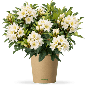 NoDrama-Rhododendron weiß "Romy"