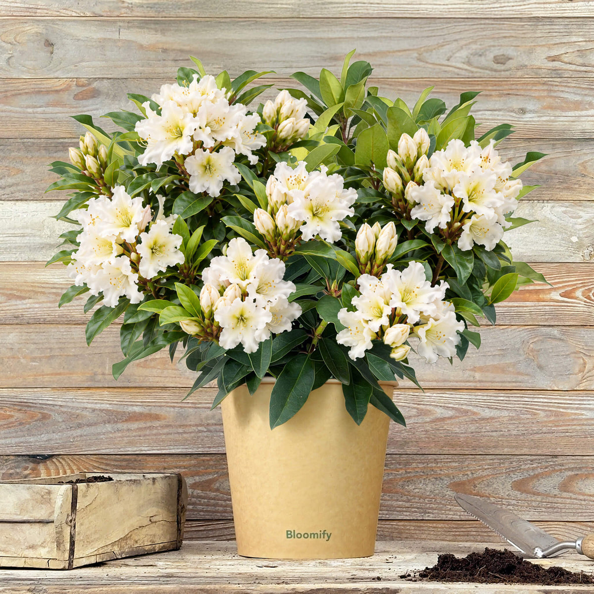 NoDrama-Rhododendron weiß "Romy"