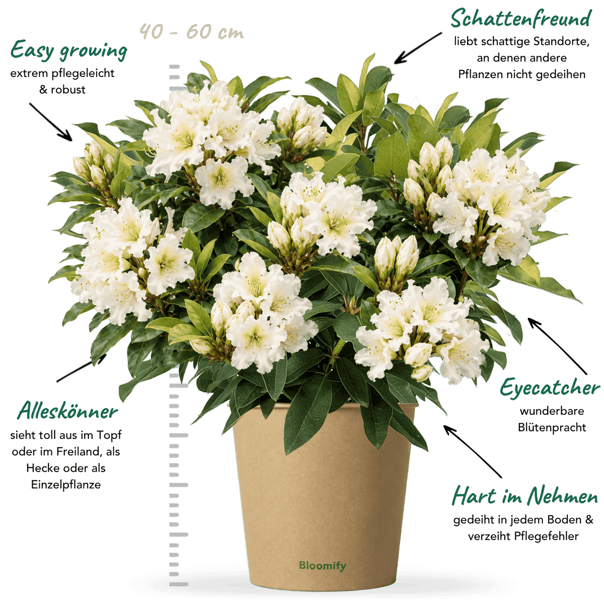 NoDrama-Rhododendron weiß "Romy"