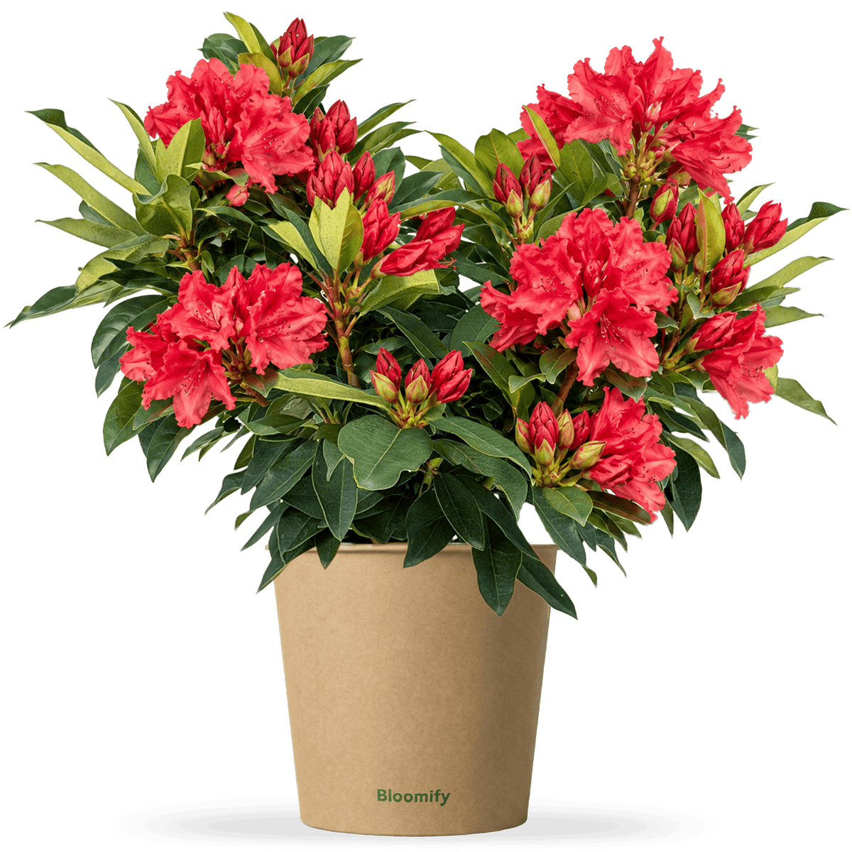 NoDrama-Rhododendron rot "Romy"