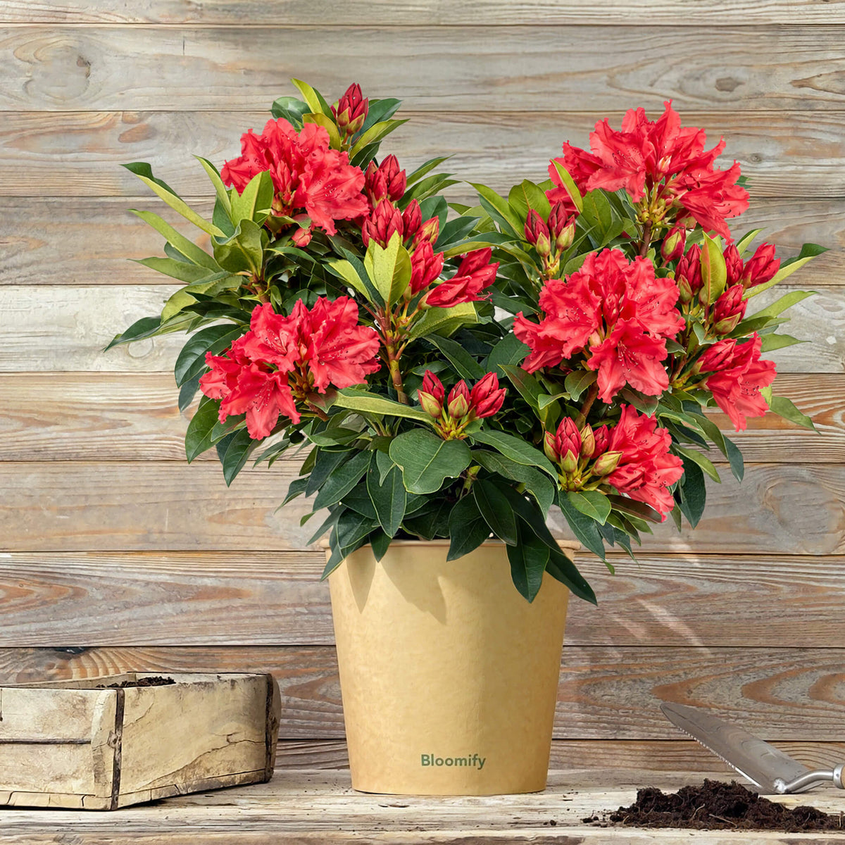 NoDrama-Rhododendron rot "Romy"