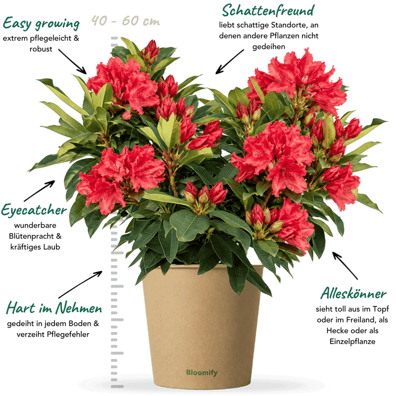 NoDrama-Rhododendron rot "Romy"