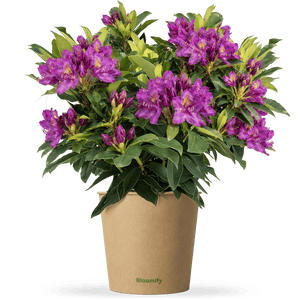 NoDrama-Rhododendron lila "Romy"