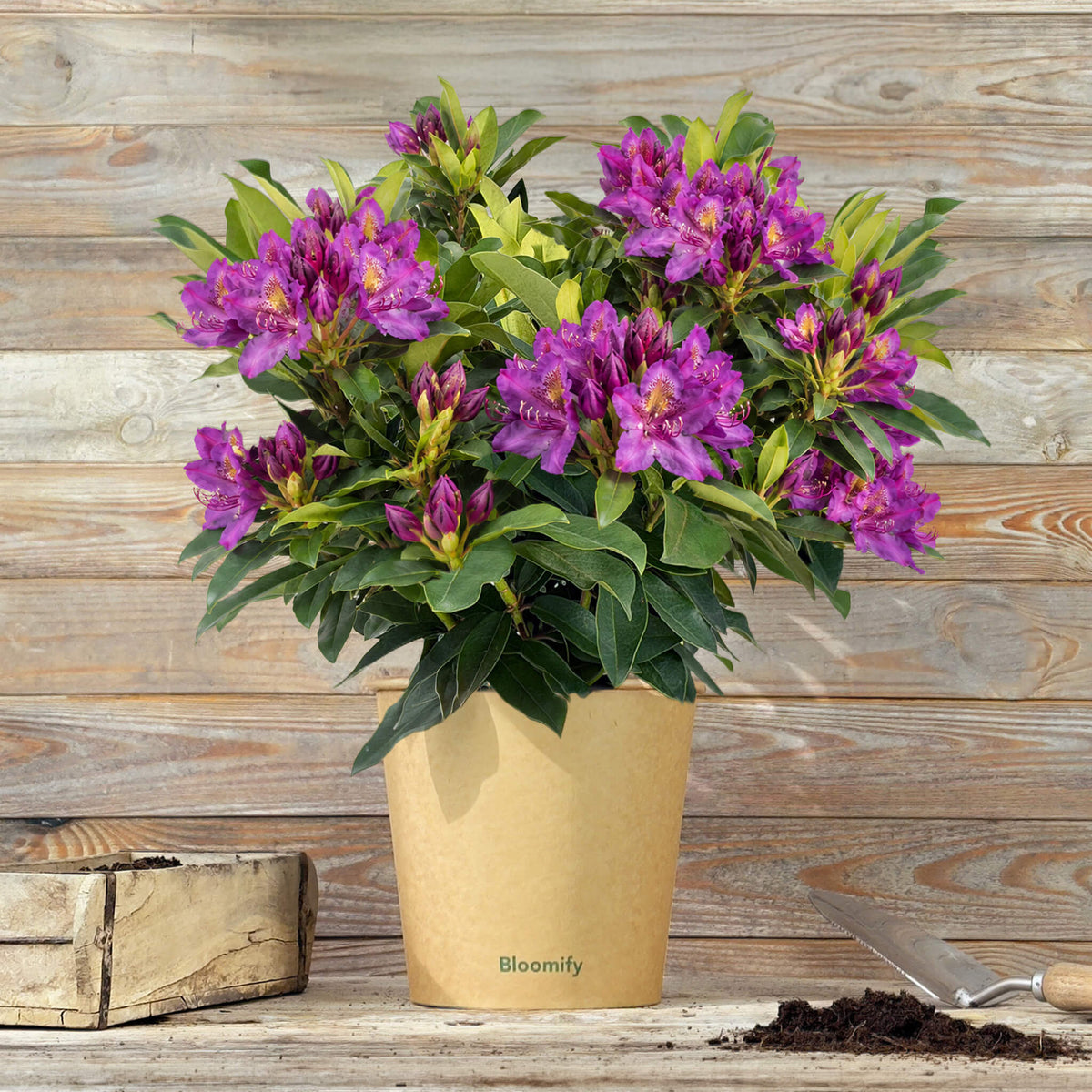 NoDrama-Rhododendron lila "Romy"