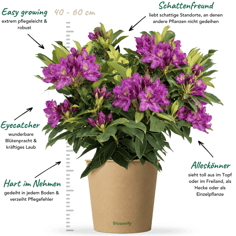 NoDrama-Rhododendron lila "Romy"