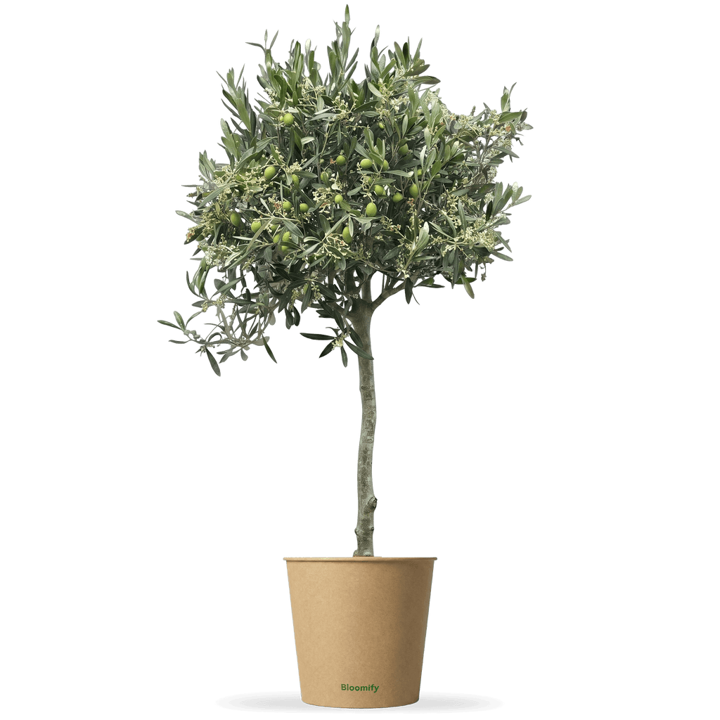 Olive 
