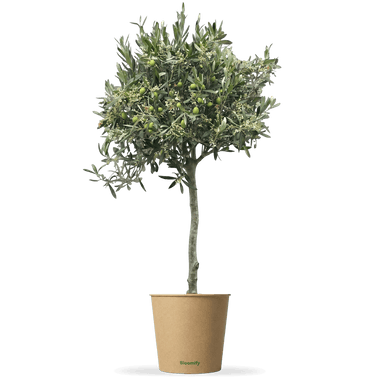 Olive "Olivia"