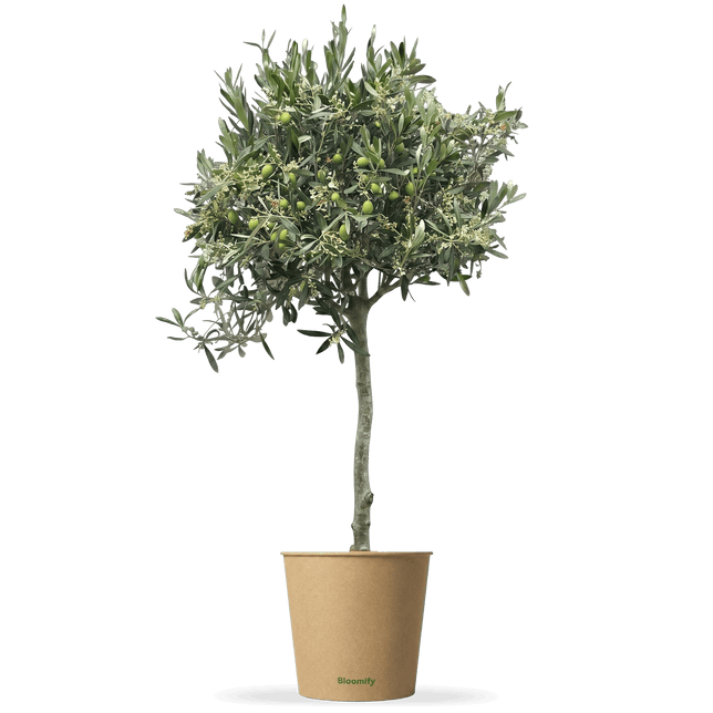 Olive "Olivia"