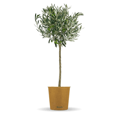 Olive mittel "Olivia"