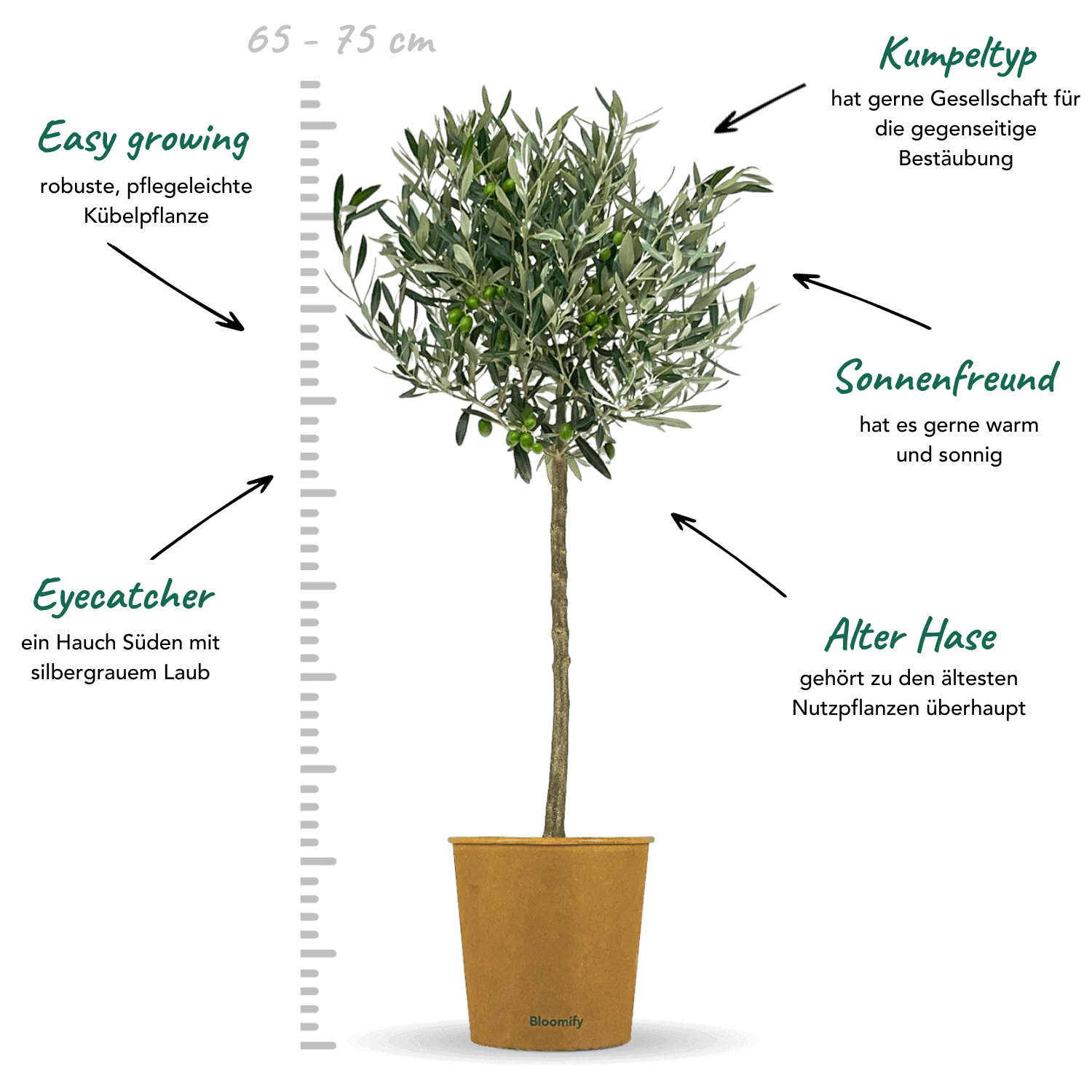 Olive "Olivia"