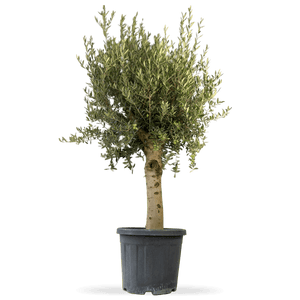Olivenbaum XXL "Olivia"